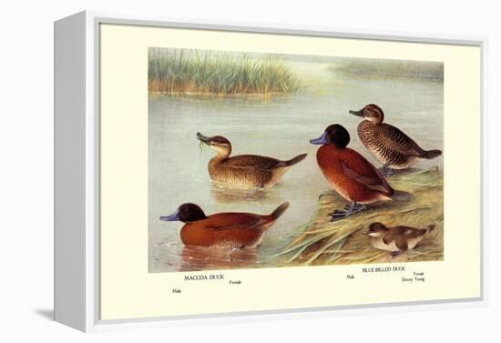 Maccoa and Blue-Billed Ducks-Henrick Gronvold-Framed Stretched Canvas