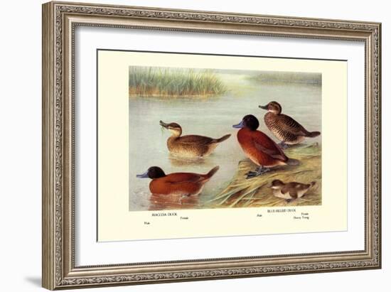 Maccoa and Blue-Billed Ducks-Henrick Gronvold-Framed Art Print