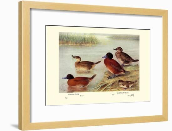 Maccoa and Blue-Billed Ducks-Henrick Gronvold-Framed Art Print