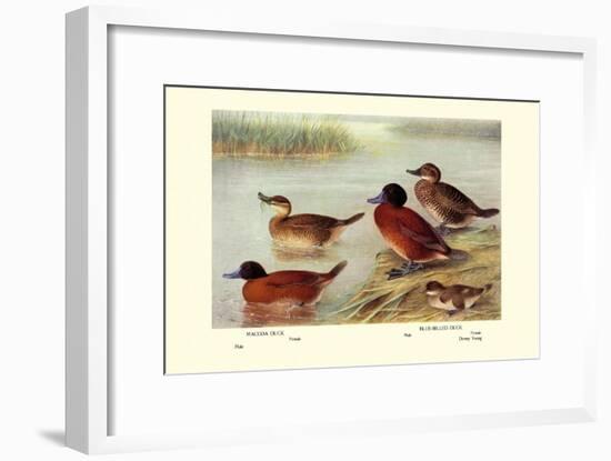 Maccoa and Blue-Billed Ducks-Henrick Gronvold-Framed Art Print