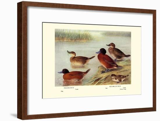 Maccoa and Blue-Billed Ducks-Henrick Gronvold-Framed Art Print