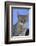 Macedonia, Ohrid and Lake Ohrid, cat.-Emily Wilson-Framed Photographic Print