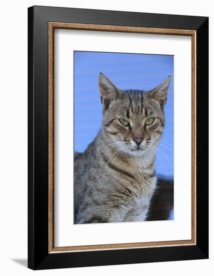 Macedonia, Ohrid and Lake Ohrid, cat.-Emily Wilson-Framed Photographic Print