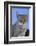 Macedonia, Ohrid and Lake Ohrid, cat.-Emily Wilson-Framed Photographic Print