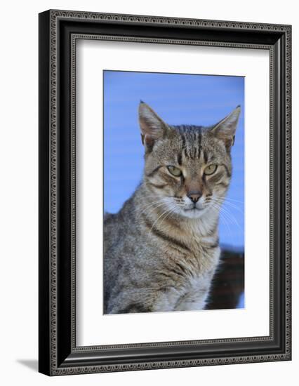 Macedonia, Ohrid and Lake Ohrid, cat.-Emily Wilson-Framed Photographic Print