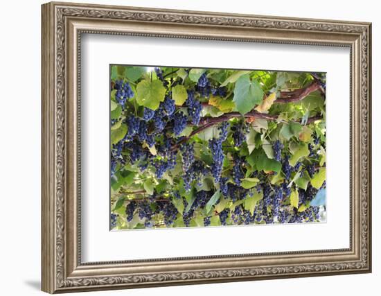 Macedonia, Ohrid and Lake Ohrid, Grapes Growing Along Trellis-Emily Wilson-Framed Photographic Print