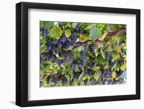 Macedonia, Ohrid and Lake Ohrid, Grapes Growing Along Trellis-Emily Wilson-Framed Photographic Print