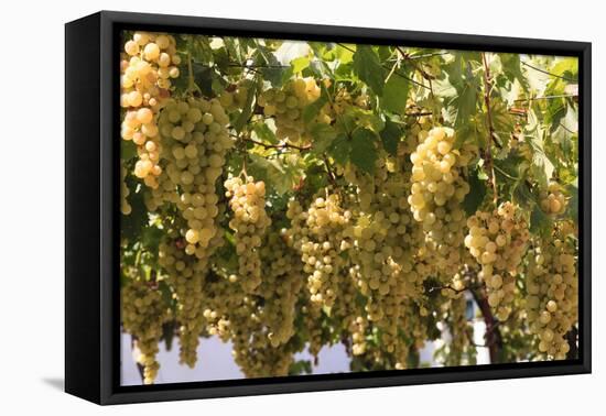 Macedonia, Ohrid and Lake Ohrid, House with Patio of Grape Vines and Grapes Ready to Harvest-Emily Wilson-Framed Premier Image Canvas