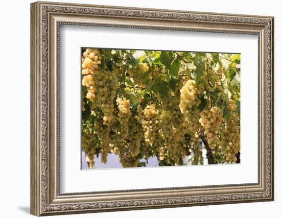 Macedonia, Ohrid and Lake Ohrid, House with Patio of Grape Vines and Grapes Ready to Harvest-Emily Wilson-Framed Photographic Print