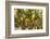 Macedonia, Ohrid and Lake Ohrid, House with Patio of Grape Vines and Grapes Ready to Harvest-Emily Wilson-Framed Photographic Print