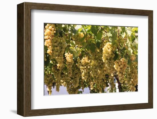 Macedonia, Ohrid and Lake Ohrid, House with Patio of Grape Vines and Grapes Ready to Harvest-Emily Wilson-Framed Photographic Print