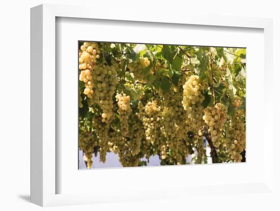 Macedonia, Ohrid and Lake Ohrid, House with Patio of Grape Vines and Grapes Ready to Harvest-Emily Wilson-Framed Photographic Print