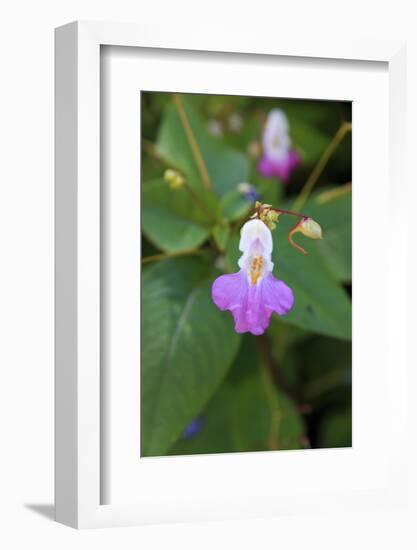 Macedonia, Ohrid and Lake Ohrid, Macedonian Columbine, Wildflower-Emily Wilson-Framed Photographic Print