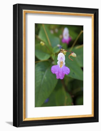 Macedonia, Ohrid and Lake Ohrid, Macedonian Columbine, Wildflower-Emily Wilson-Framed Photographic Print