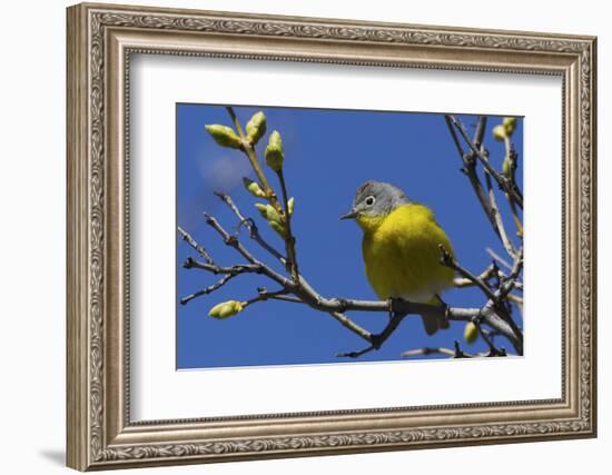 Macgillivray's Warbler (Geothlypis Tolmiei) Perched-Ken Archer-Framed Photographic Print