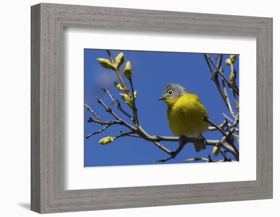 Macgillivray's Warbler (Geothlypis Tolmiei) Perched-Ken Archer-Framed Photographic Print