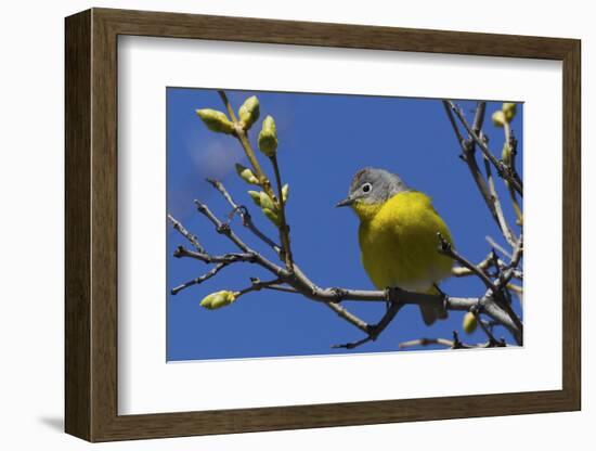 Macgillivray's Warbler (Geothlypis Tolmiei) Perched-Ken Archer-Framed Photographic Print