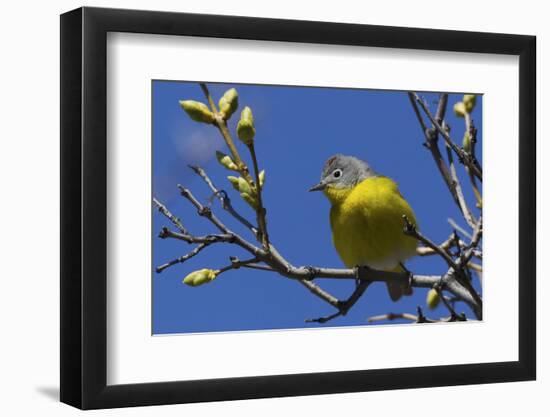 Macgillivray's Warbler (Geothlypis Tolmiei) Perched-Ken Archer-Framed Photographic Print