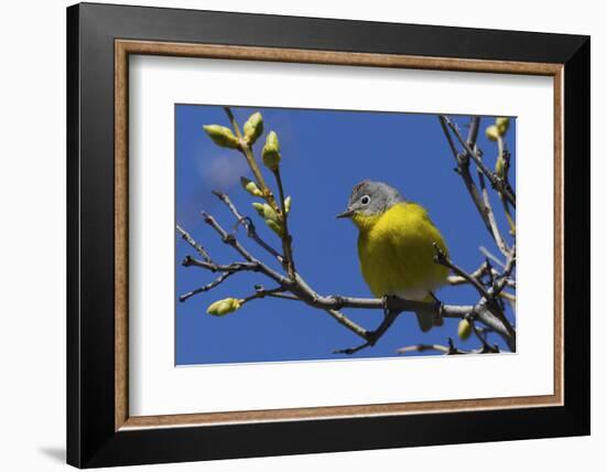 Macgillivray's Warbler (Geothlypis Tolmiei) Perched-Ken Archer-Framed Photographic Print