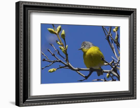 Macgillivray's Warbler (Geothlypis Tolmiei) Perched-Ken Archer-Framed Photographic Print