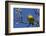 Macgillivray's Warbler (Geothlypis Tolmiei) Perched-Ken Archer-Framed Photographic Print