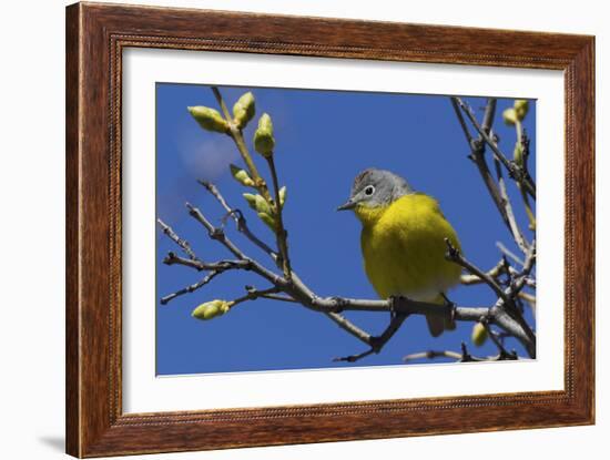 Macgillivray's Warbler (Geothlypis Tolmiei) Perched-Ken Archer-Framed Photographic Print