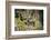 Machu Picchu Inca Ruins, UNESCO World Heritage Site, Cusco Region, Peru, South America-Matthew Williams-Ellis-Framed Photographic Print