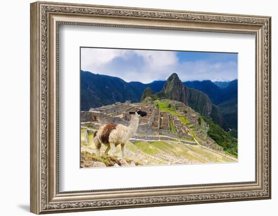 Machu Picchu,  with llama in front of the ruined city of the Incas with Mount Huayana Picchu-G&M Therin-Weise-Framed Photographic Print