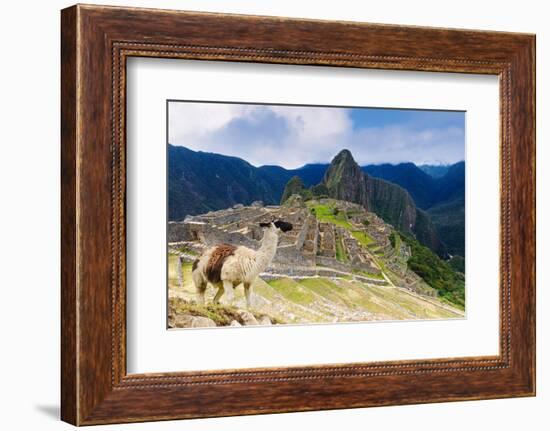 Machu Picchu,  with llama in front of the ruined city of the Incas with Mount Huayana Picchu-G&M Therin-Weise-Framed Photographic Print