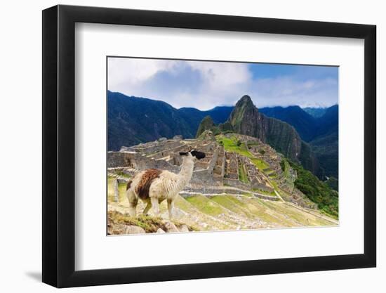 Machu Picchu,  with llama in front of the ruined city of the Incas with Mount Huayana Picchu-G&M Therin-Weise-Framed Photographic Print