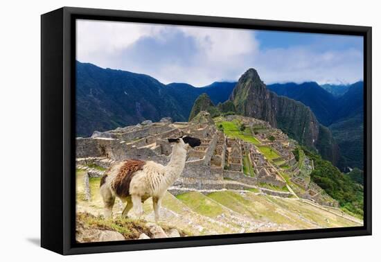 Machu Picchu,  with llama in front of the ruined city of the Incas with Mount Huayana Picchu-G&M Therin-Weise-Framed Premier Image Canvas