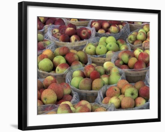 Macintosh Apples in Baskets, New York State, USA-Adam Jones-Framed Photographic Print