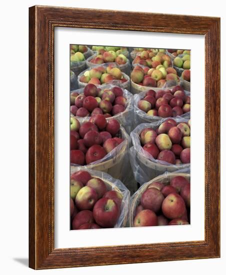 Macintosh Apples in Baskets, New York State, USA-Adam Jones-Framed Photographic Print