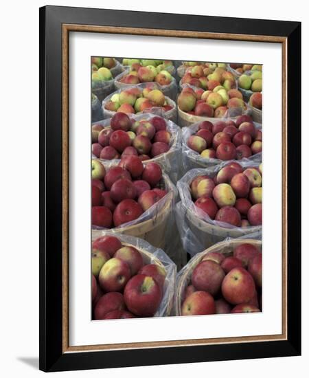 Macintosh Apples in Baskets, New York State, USA-Adam Jones-Framed Photographic Print