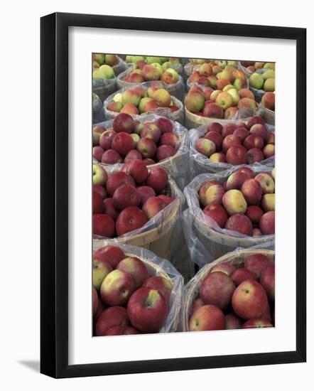 Macintosh Apples in Baskets, New York State, USA-Adam Jones-Framed Photographic Print