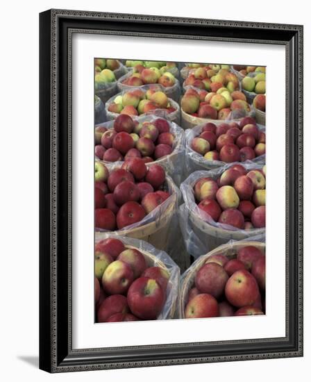 Macintosh Apples in Baskets, New York State, USA-Adam Jones-Framed Photographic Print