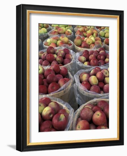 Macintosh Apples in Baskets, New York State, USA-Adam Jones-Framed Photographic Print