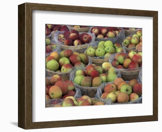 Macintosh Apples in Baskets, New York State, USA-Adam Jones-Framed Photographic Print