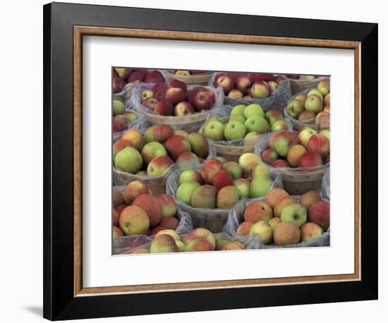 Macintosh Apples in Baskets, New York State, USA-Adam Jones-Framed Photographic Print