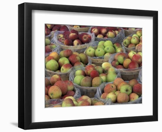 Macintosh Apples in Baskets, New York State, USA-Adam Jones-Framed Photographic Print