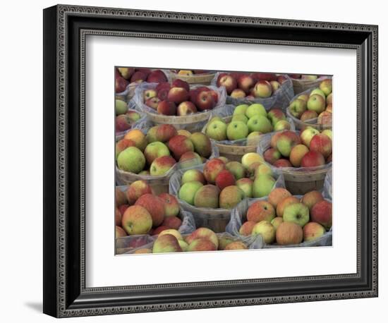 Macintosh Apples in Baskets, New York State, USA-Adam Jones-Framed Photographic Print