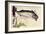 Mackerel, 1900-Edward Detmold-Framed Giclee Print