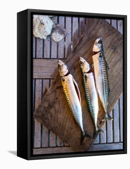 Mackerel Fish, Grebbestad, Bohuslan Region, West Coast, Sweden, Scandinavia, Europe-Yadid Levy-Framed Premier Image Canvas