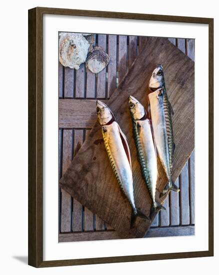 Mackerel Fish, Grebbestad, Bohuslan Region, West Coast, Sweden, Scandinavia, Europe-Yadid Levy-Framed Photographic Print