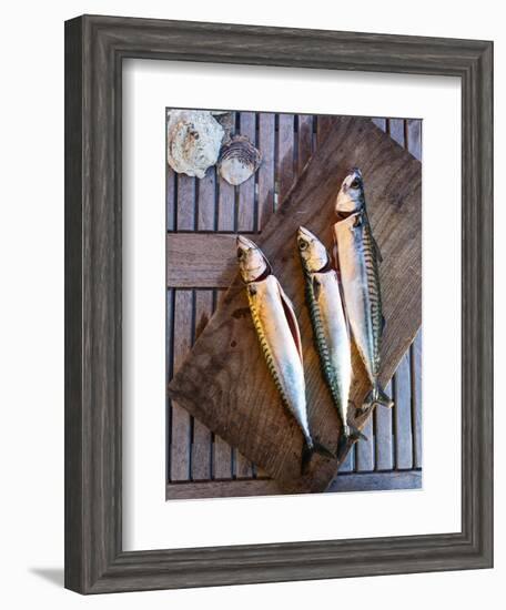 Mackerel Fish, Grebbestad, Bohuslan Region, West Coast, Sweden, Scandinavia, Europe-Yadid Levy-Framed Photographic Print