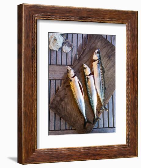 Mackerel Fish, Grebbestad, Bohuslan Region, West Coast, Sweden, Scandinavia, Europe-Yadid Levy-Framed Photographic Print