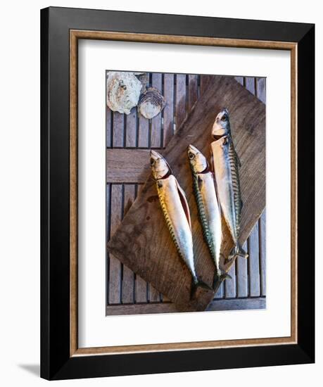 Mackerel Fish, Grebbestad, Bohuslan Region, West Coast, Sweden, Scandinavia, Europe-Yadid Levy-Framed Photographic Print