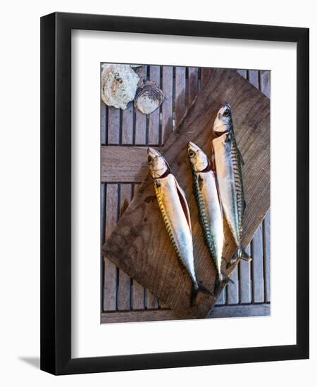 Mackerel Fish, Grebbestad, Bohuslan Region, West Coast, Sweden, Scandinavia, Europe-Yadid Levy-Framed Photographic Print