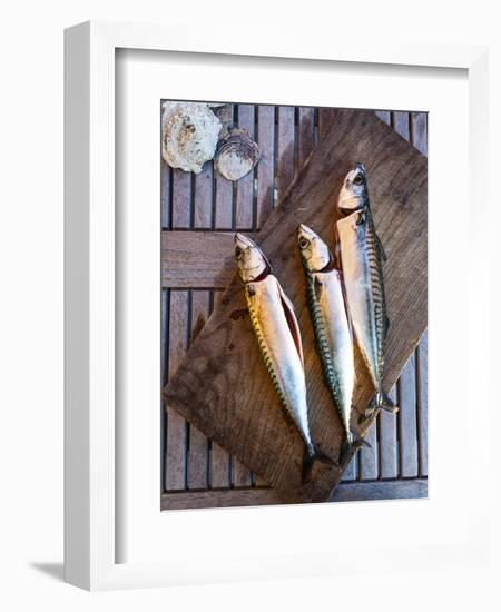 Mackerel Fish, Grebbestad, Bohuslan Region, West Coast, Sweden, Scandinavia, Europe-Yadid Levy-Framed Photographic Print