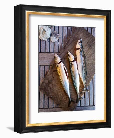 Mackerel Fish, Grebbestad, Bohuslan Region, West Coast, Sweden, Scandinavia, Europe-Yadid Levy-Framed Photographic Print